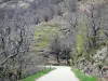 Пейзажи Ардеша - Региональный природный парк Монт-д'Ардеш - страна каштанов: небольшая дорога, обсаженная деревьями