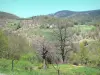 Пейзажи Ардеша - Региональный природный парк Монт-д'Ардеш - Каштановая страна: зеленый ландшафт, состоящий из деревьев и террас из сухих камней