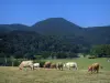 Пейзажи Верхней Гаронны - Коровы на пастбище, деревья и холмы Comminges