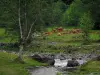 Пейзажи Верхней Гаронны - Река со скалами, коровами на лугу и деревьями, в Пиренеях