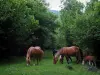 Пейзажи Верхней Гаронны - Лошади и жеребенок на лугу и деревья