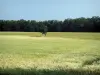 Пейзажи Верхней Гаронны - Дерево в пшеничном поле, в Лораге
