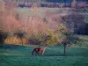 Пейзажи Внутренней Нормандии - Лошадь на лугу и деревья