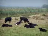 Пейзажи Гар - Камарг гардуаз (Маленькая Камарг): черные быки и цапли (волы) на лугу, тростники (тростники) на заднем плане