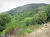 Пейзажи Гар - Массив де Айгуал: деревья и растительность; в Севенском национальном парке (массив Севенны)