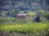 Пейзажи Гар - Виноградник Кот дю Рона: каменный домик, окруженный виноградниками, деревья на заднем плане