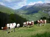 Пейзажи Дофине - Региональный природный парк Веркор (массив Веркор): стадо коров на пастбище с видом на горы Веркор