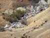 Пейзажи Дофине - Уазаны - Пасторальная дорога перевала Саренна: стадо овец на лугу на краю небольшого ручья