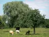 Пейзажи Евре - Коровы на лугу и деревья