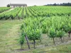 Пейзажи Жиронды - Бордо виноградник: виноград Сотерн