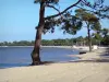 Пейзажи Жиронды - Lac d'Hourtin-Carcans и песчаный пляж Maubuisson, украшенный соснами, в городе Каркан