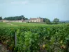 Пейзажи Жиронды - Виноградная лоза на переднем плане с видом на замок Икем, виноградник в Сотерне, в винограднике Бордо