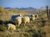 Пейзажи Нормандии - Овцы и высокая трава, в Pays de Caux