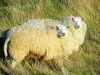 Пейзажи Нормандии - Две овцы, окруженные высокой травой, в Pays de Caux