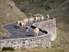 Пейзажи Пиренеев - Стадо коров на пути к перевалу Лаутарет