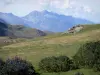Пейзажи Пиренеев - Национальный парк Пиренеи: дикие цветы, газон (трава) и горы
