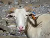 Пейзажи Пиренеев - Национальный парк Пиренеи: баран (овца)