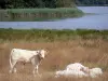 Пейзажи Ягоды - Региональный природный парк Бренне: коровы на краю пруда Близон