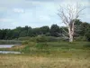 Пейзажи Ягоды - Региональный природный парк Бренне: мертвое дерево на краю пруда
