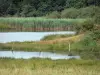 Пейзажи Ягоды - Региональный природный парк Бренне: луг, пруд и тростник (тростник)