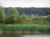 Пейзажи Ягоды - Региональный природный парк Бренне: пруд Тран, тростник (тростниковая кровать) и деревья