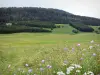 Пейзажи Doubs - Валь-де-Мут: полевые цветы на переднем плане, луга (альпийские луга), ели (деревья) и лес