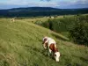 Пейзажи Doubs - Монбельяр коров на лугу