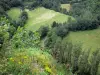 Пейзажи Doubs - С точки зрения Мулен Сапин, вид на долину Лизона: река Лизон, покрытая деревьями и лугами; дикие цветы и растительность на переднем плане