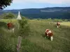 Пейзажи Doubs - Монбельярские коровы на лугу, холмы на заднем плане