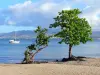 Петля для осла - Пляж бухты до осла украшен деревьями, с видом на залив Фор-де-Франс в городе Труа-Илец