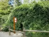 Подделка Verzy - Извилистый бук, в лесу Вержи (лес Монтаньи де Реймс) в Региональном природном парке Монтань-де-Реймс