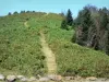 Портель Саммит - Путь, ограниченный растительностью, ведущей к вершине Портел; в региональном природном парке Арьеж Пиренеи