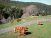 Региональный природный парк Монт-д'Ардеш - Коровы на лугу на краю дороги, на опушке леса