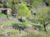 Региональный природный парк Монт-д'Ардеш - Хижина в окружении деревьев и сухих каменных террас