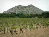 Цепь Альпийская - Виноградник (виноградники Бо-де-Прованс), лес и известняковая цепь Альпий с видом на весь