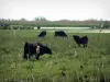 カマルグ地域自然公園 - 放牧黒雄牛カマルグアイ植生（salicornes）で覆われたプレート
