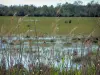 カマルグ地域自然公園 - 葦とバックグラウンドで葦の湿地