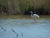 カマルグ地域自然公園 - ピンクのフラミンゴと池と葦の湿地