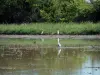 カマルグ地域自然公園 - 鳥と葦が並ぶ沼