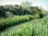 カマルグ地域自然公園 - 花、葦、木々に囲まれた細い（赤）水路