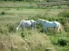 カマルグ地域自然公園 - 白い馬がカマルグを放牧する葦のある牧草地