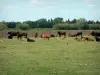 カマルグ地域自然公園 - 牧草地で雄牛の群れ