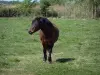 カマルグ地域自然公園 - 牧草地の馬