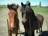 カマルグ地域自然公園 - 2頭の馬の肖像