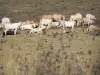 加斯科尼的风景 - 母牛群在草甸