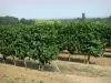 加斯科尼的风景 - 来自阿马尼亚克葡萄园的葡萄园