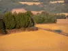 加斯科尼的风景 - 田野和树木