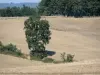 加斯科尼的风景 - 树在田野中间