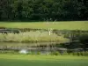 勃艮第的风景 - 绿树环绕的池塘