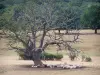 南部ブルゴーニュの風景 - 木のふもとに羊の群れ